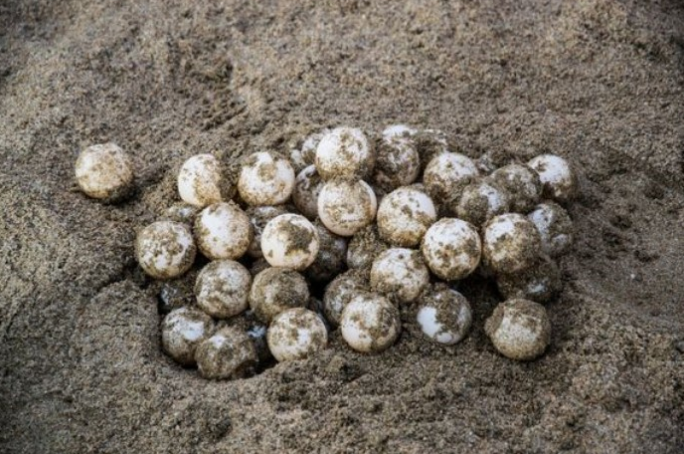 Más de un millón de huevos de tortuga protegidos en Cancún