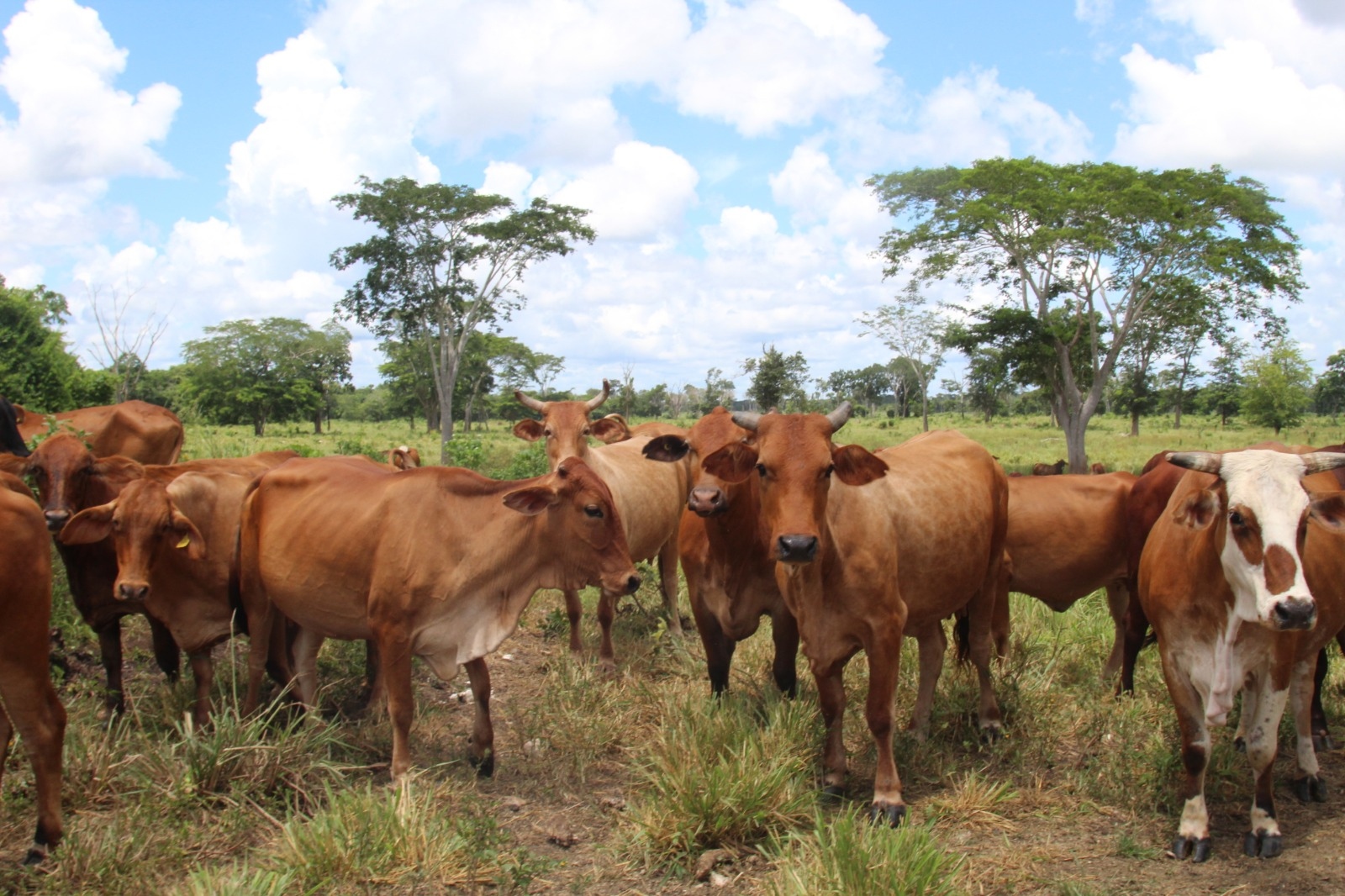 Quintana Roo crece 26.7% en sector agropecuario en 2026