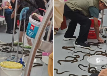 VIDEO; Anguilas en el metro: así sorprendieron a pasajeros