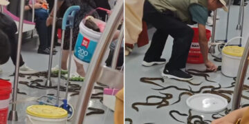 VIDEO; Anguilas en el metro: así sorprendieron a pasajeros