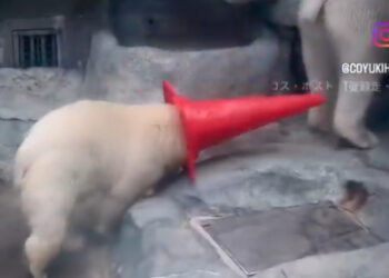 VIDEO; Oso polar bebé convierte un cono en su juguete favorito