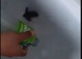 VIDEO; Maltrato a tortugas marinas en Playa del Carmen causa indignación