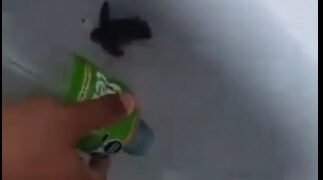 VIDEO; Maltrato a tortugas marinas en Playa del Carmen causa indignación