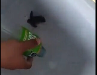 VIDEO; Maltrato a tortugas marinas en Playa del Carmen causa indignación