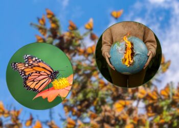 Cambio climático altera territorios de mariposas globalmente