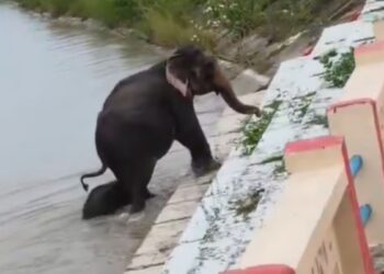 VIDEO: Elefantes sorprenden nadando en la inundación de Nepal