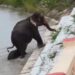 VIDEO: Elefantes sorprenden nadando en la inundación de Nepal
