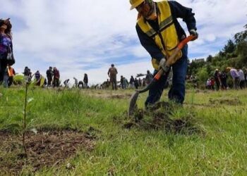 Sheinbaum anuncia jornada nacional con 6.6 millones de árboles
