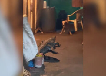 VIDEO; Cocodrilo irrumpe en una casa y desata terror