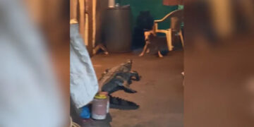 VIDEO; Cocodrilo irrumpe en una casa y desata terror