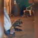 VIDEO; Cocodrilo irrumpe en una casa y desata terror