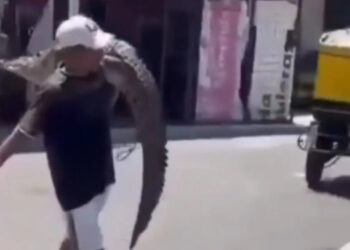 VIDEO; Hombre carga cocodrilo en plena calle y se hace viral