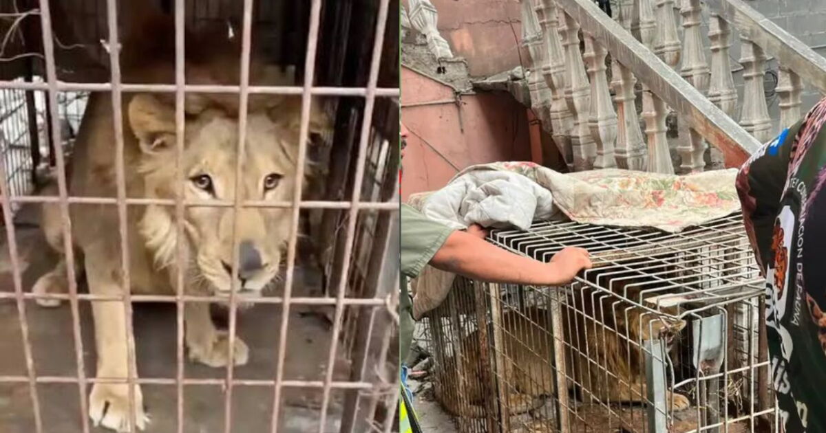 León enjaulado es rescatado en casa abandonada de Matamoros