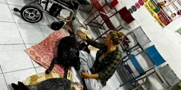 Realizan campañas de esterilización para promover el bienestar animal y la conservación de la fauna silvestre, en comunidades de la Reserva Estatal Santuario del Manatí – Bahía de Chetumal