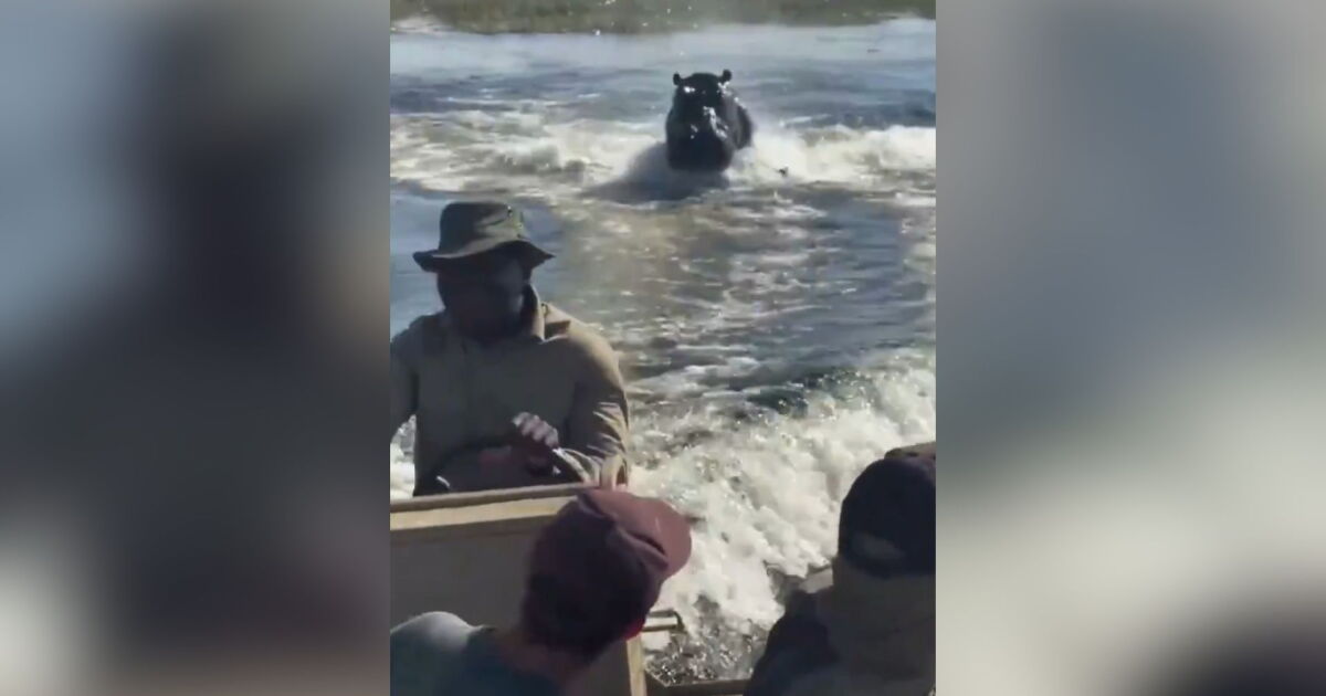 Turistas escapan de hipopótamo en río de Botsuana