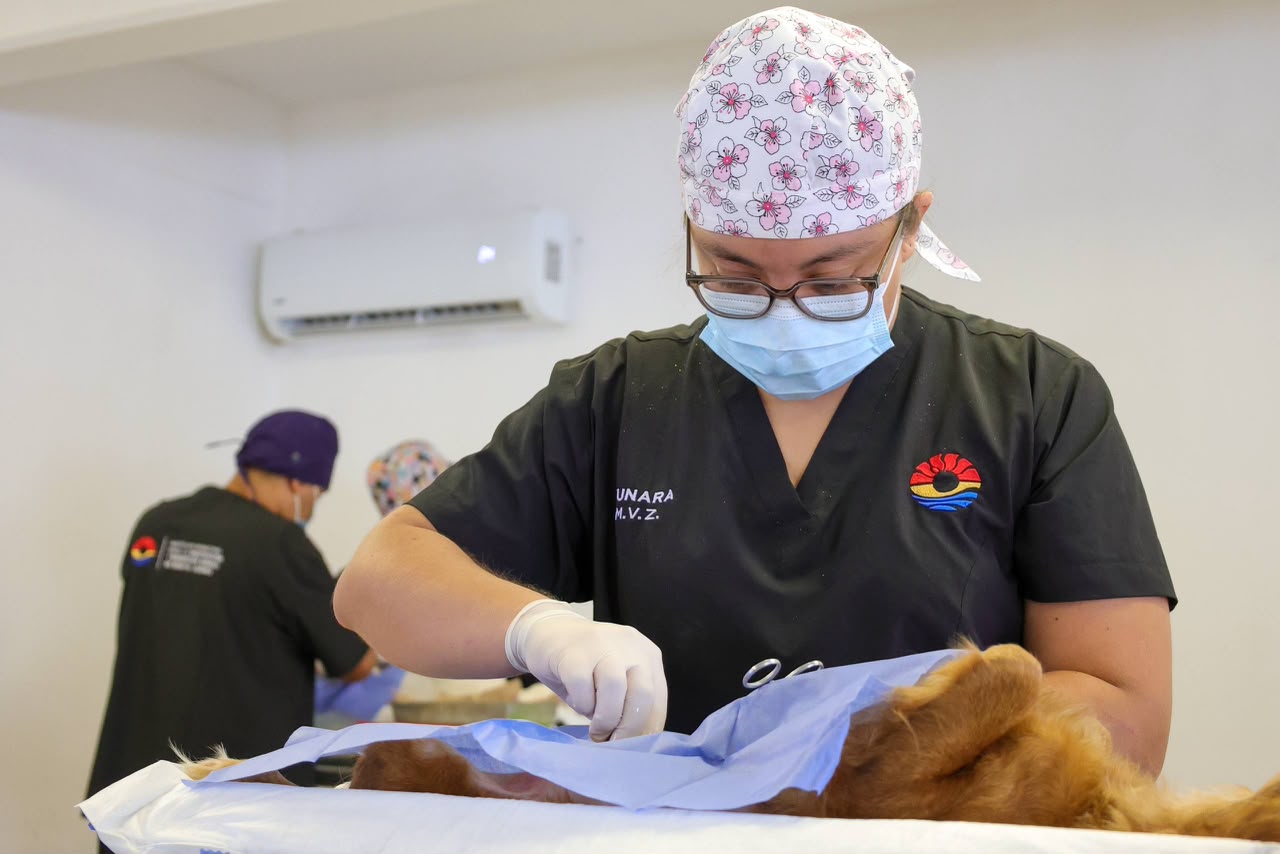 Gobierno municipal realiza 150 esterilizaciones gratuitas en Cancún
