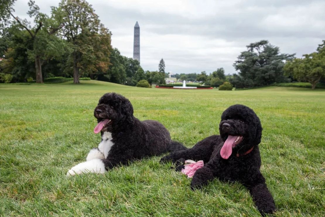 Fallece Sunny, la perra de los Obama en la Casa Blanca