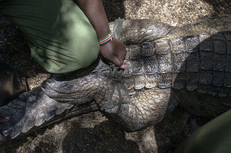 Kenia captura cocodrilos que amenazan poblaciones ribereñas
