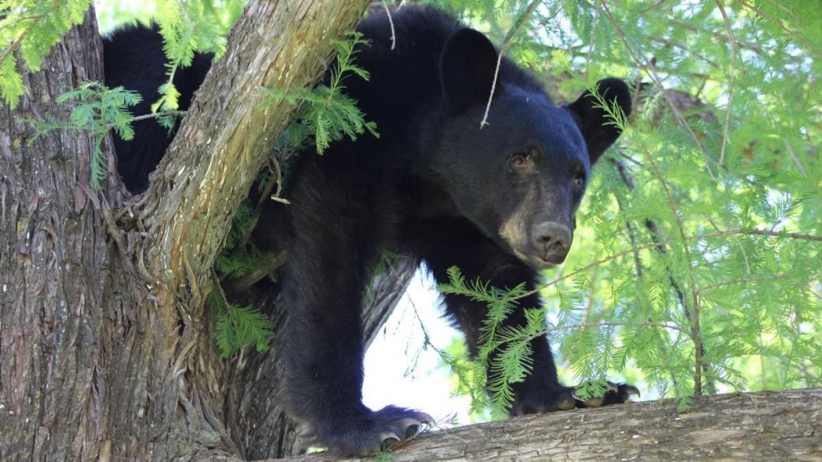 Oso irrumpe en casa de NL y es ahuyentado con escobazos