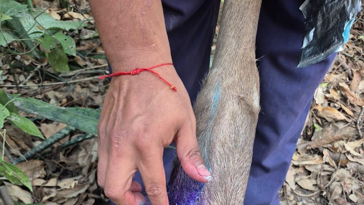 Gusano Barrenador afecta fauna silvestre en 15 estados de México