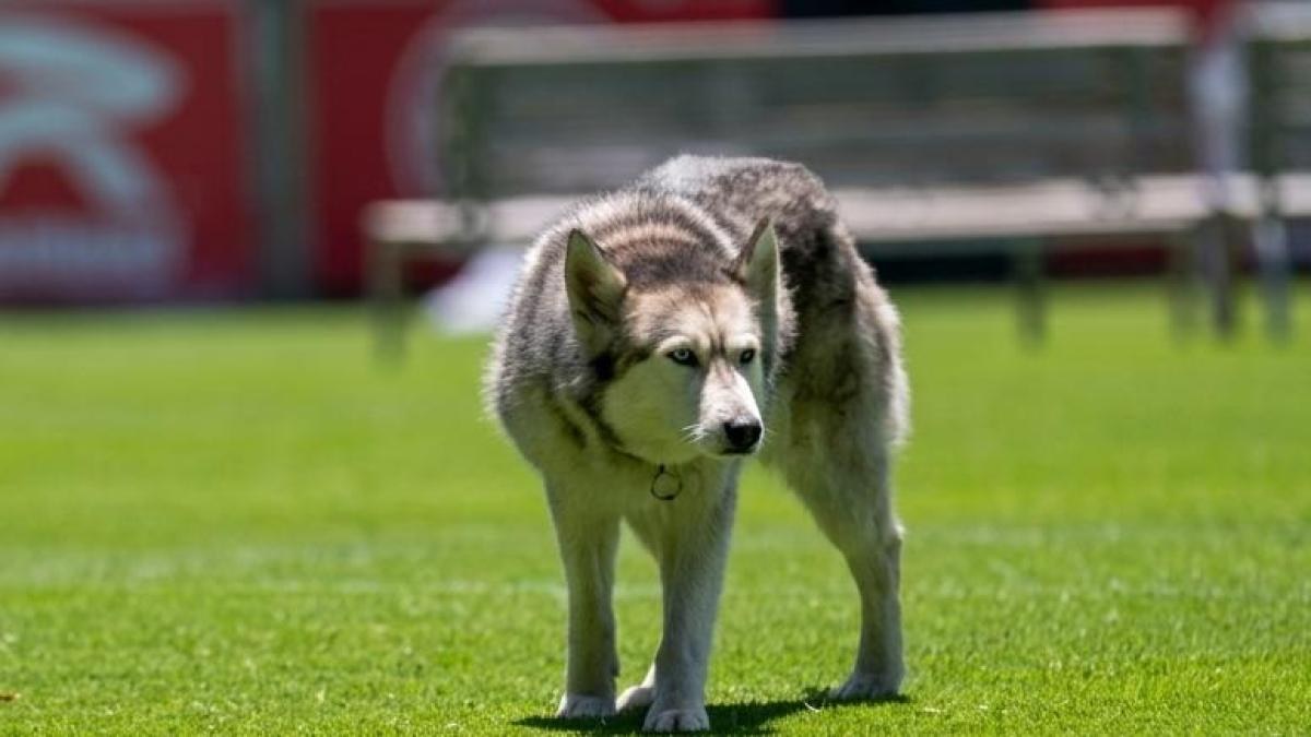 Toluca adopta a husky Once y gana Leagues Cup 2026