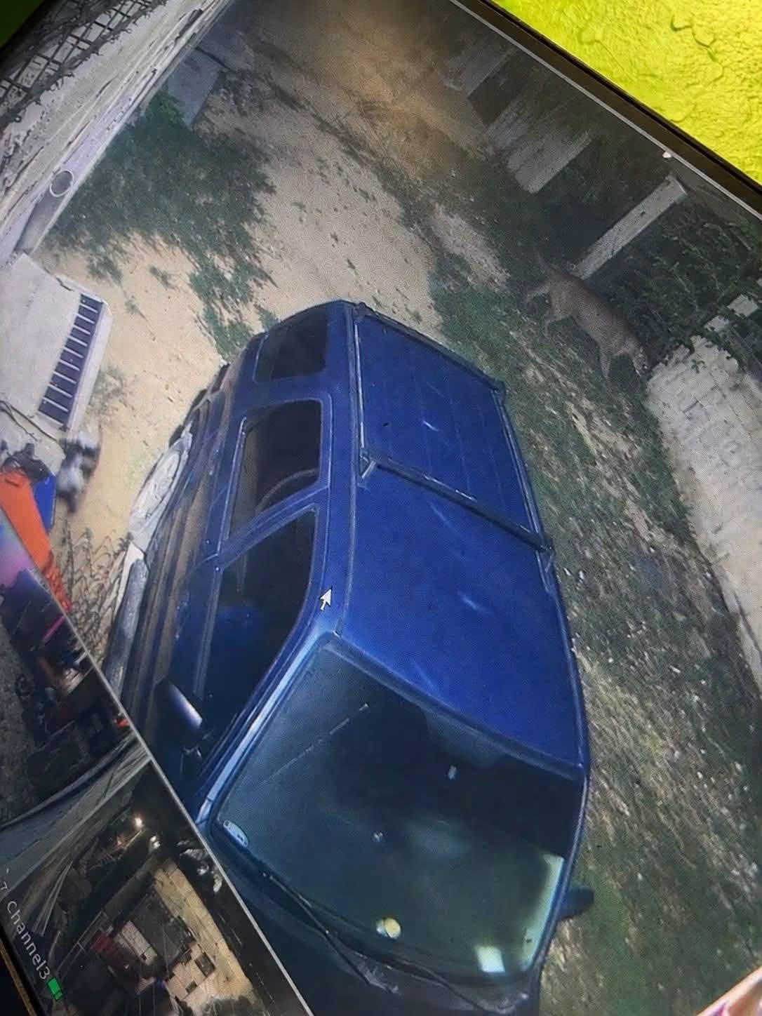 Reportan avistamiento de jaguar en Valle Verde, Cancún