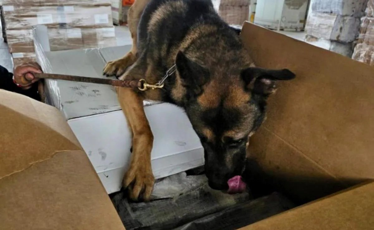 Perrito Rini detecta 1.3 toneladas de metanfetamina en Tijuana