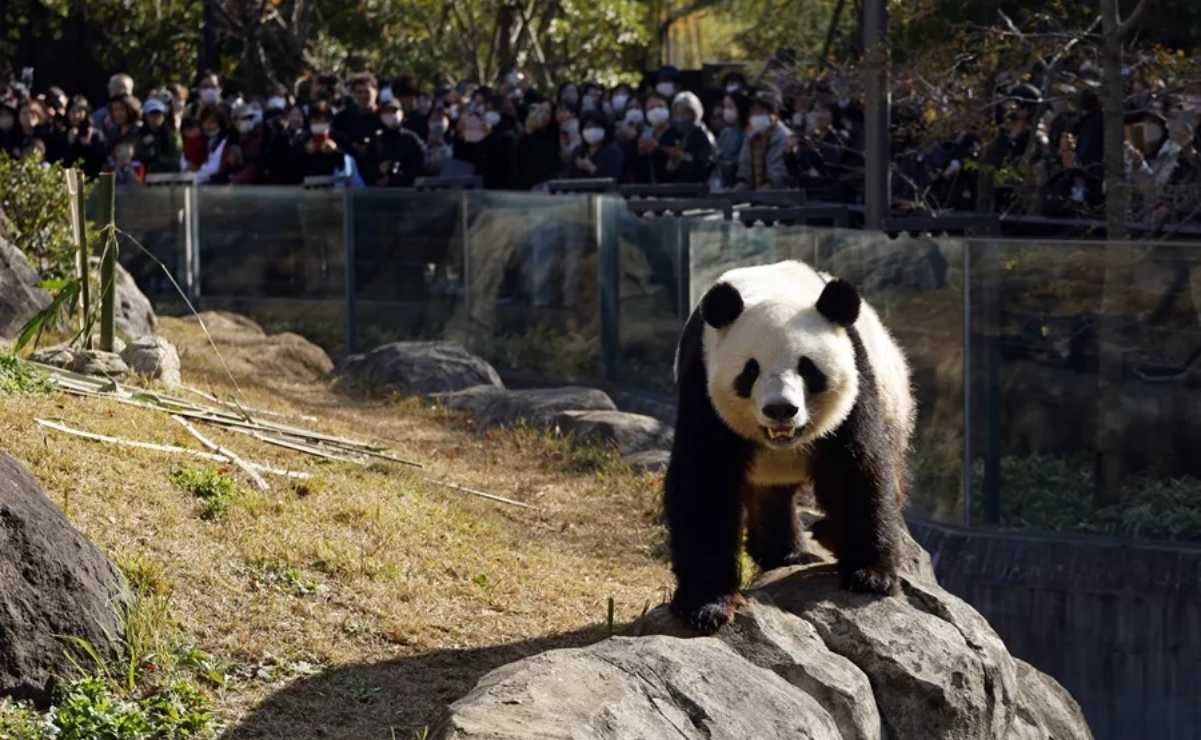 Pandas llegan a Atlanta tras acuerdo entre China y EU