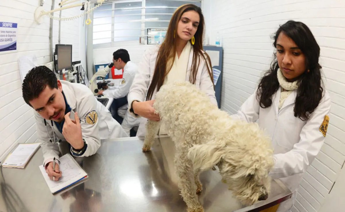 UNAM logra lugar 41 mundial en Ciencias Veterinarias