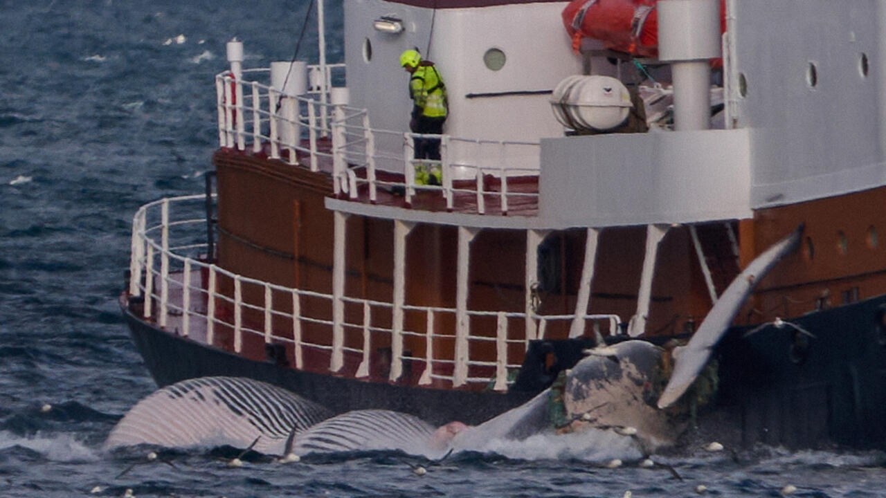 Islandia enfrenta demanda por posible prohibición de caza de ballenas
