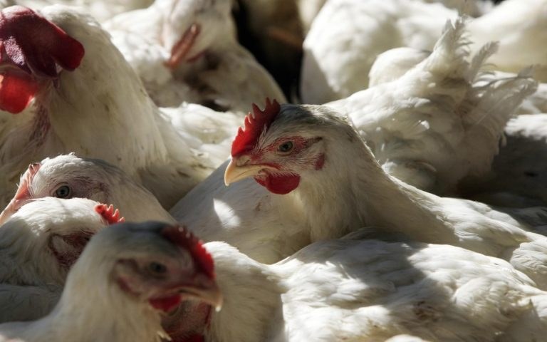EE.UU. alerta posible transmisión de gripe aviar en visones