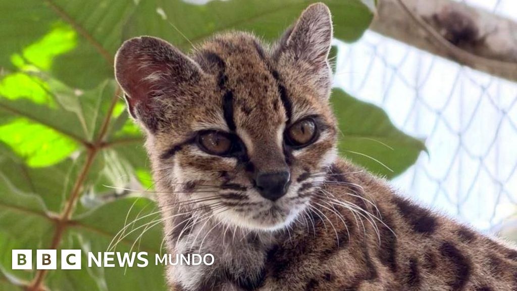 Descubren nueva especie de gato salvaje en Bolivia