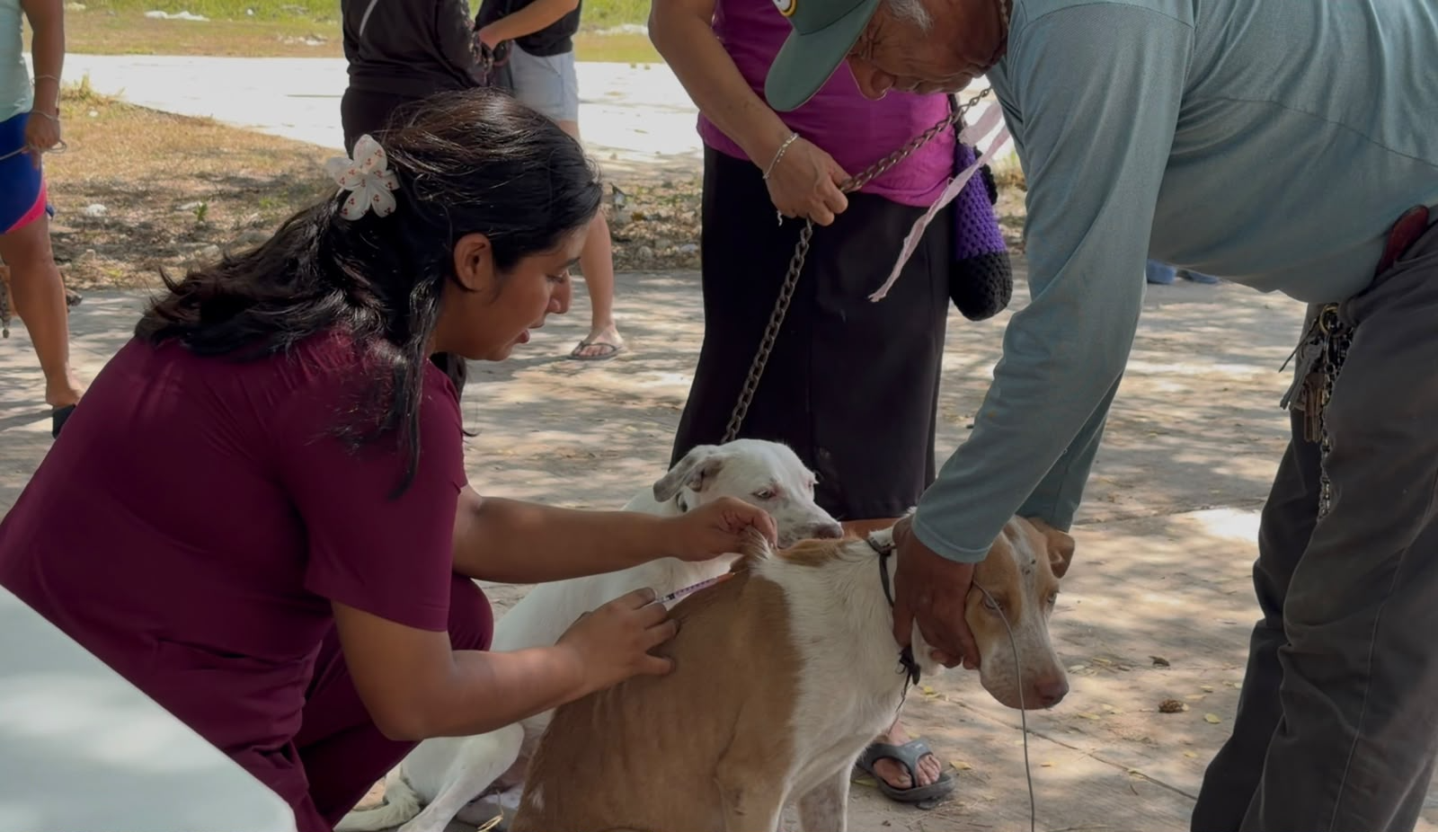 IMSS Quintana Roo refuerza prevención y vacunación contra rabia