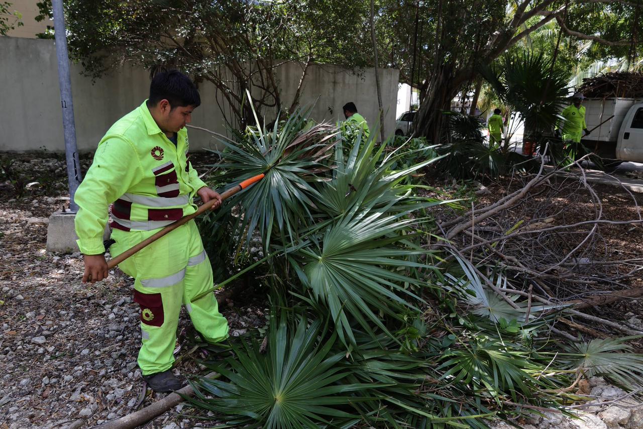 Ayuntamiento de Benito Juárez limpia parques en SM 12