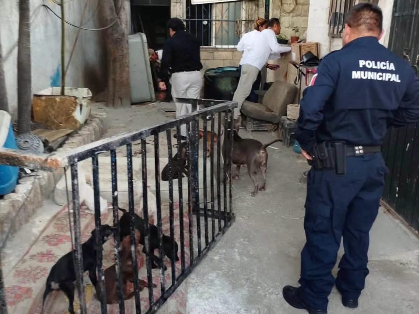 Rescatan a 13 perros maltratados en Supermanzana 220 Cancún
