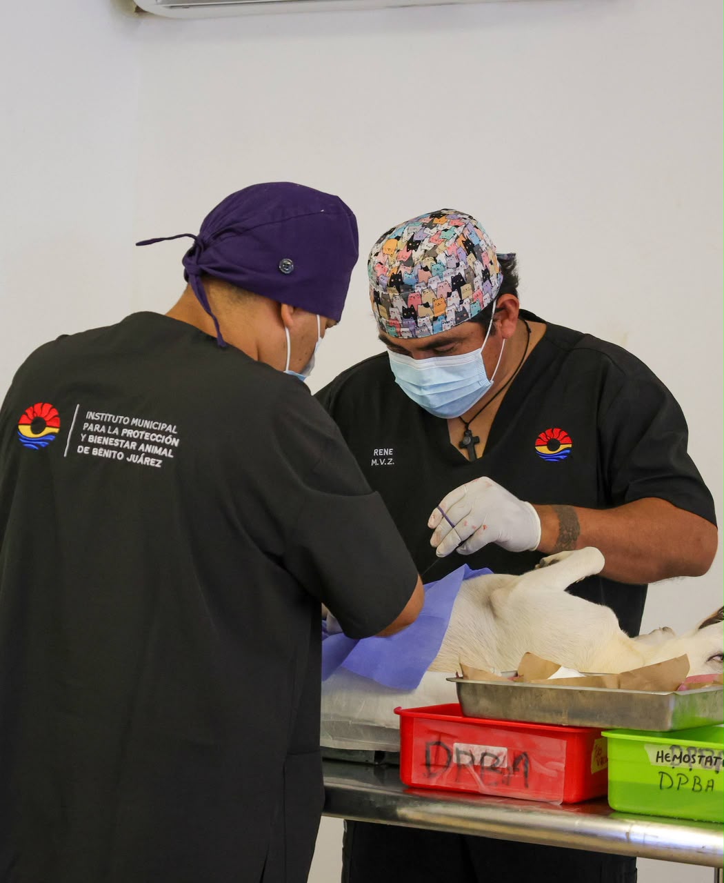 Gobierno municipal realiza 150 esterilizaciones gratuitas en Cancún