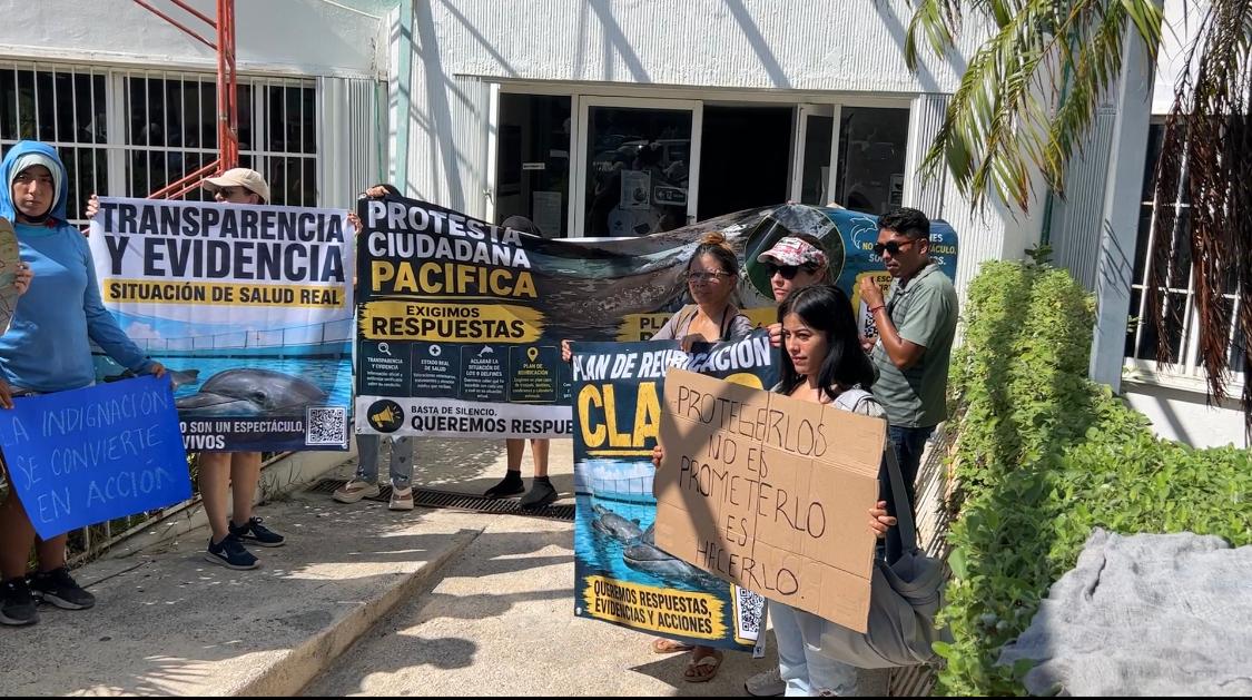 Exigen reubicación de delfines en Ventura Park Cancún