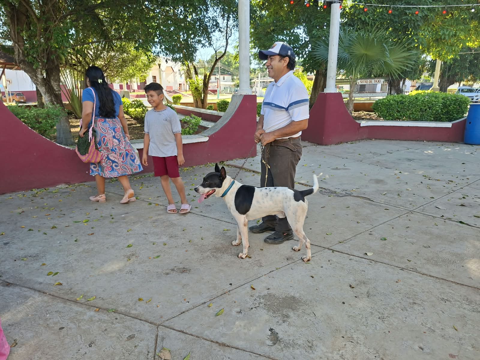 Inicia vacunación antirrábica para perros y gatos