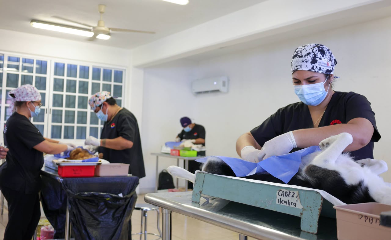 Gobierno municipal realiza 150 esterilizaciones gratuitas en Cancún