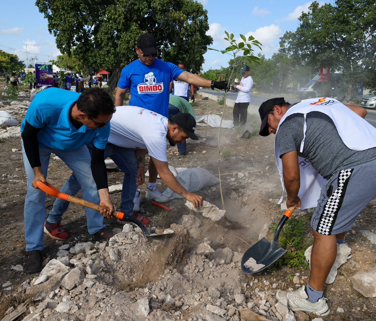 Inicia Fase III de Arboriza Cancún con 11 mil árboles