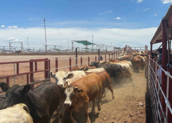 Exportación de ganado a EE.UU. se reanudará el 8 de septiembre