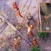 VIDEO; Captan a tribu aislada en la selva amazónica