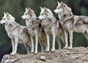 Sheinbaum pide coordinación con EU para proteger lobo mexicano