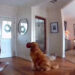 VIDEO; Perrito juega con ladrón y se vuelve viral