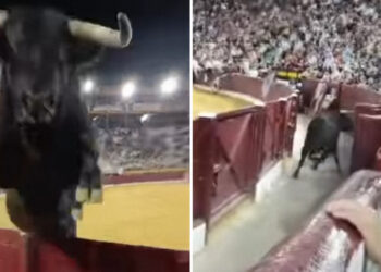 VIDEO; Toro salta la barrera de seguridad y  provoca pánico