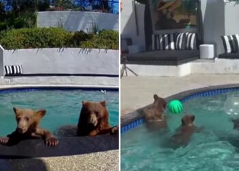 VIDEO;  Osos llegan de visita y convierten alberca en su spa