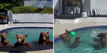 VIDEO;  Osos llegan de visita y convierten alberca en su spa