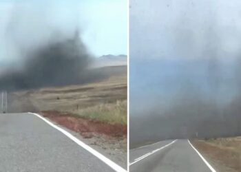 VIDEO; Nube de mosquitos sorprende en carretera de Siberia