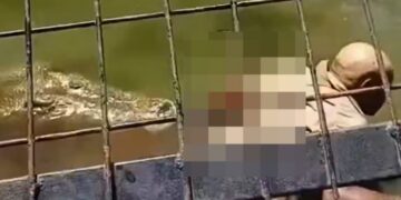 VIDEO; Cocodrilo ataca a su cuidador y lo deja sin vida