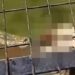 VIDEO; Cocodrilo ataca a su cuidador y lo deja sin vida